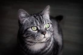 Image result for Black and Grey Mottled Cat