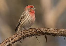 Image result for Small Michigan Birds