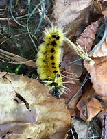 Image result for Spotted Tussock Moth Caterpillar