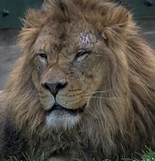 Image result for Alpha Lion Griffey