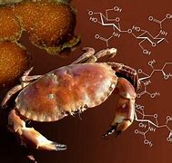 Image result for Crab Medicine