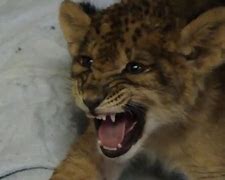 Image result for Lion Cub Roar