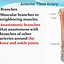 Image result for Anterior Tibial Artery