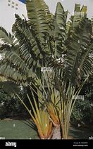 Image result for Banana Palm Tree