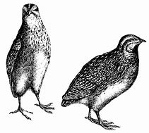 Image result for Quail Pixabay ABC