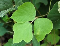 Image result for Kudzu as Food