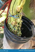 Image result for Coconut Tree Sap