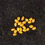 Image result for Arabidopsis Seeds