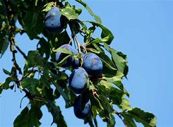 Image result for Italian Prune Plum Tree