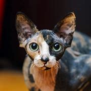 Image result for Sphynx Cat Creepy