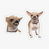 Image result for Funny Angry Dog Face