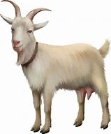 Image result for Goat Sprite