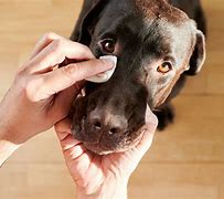 Image result for Clean Dog Eye