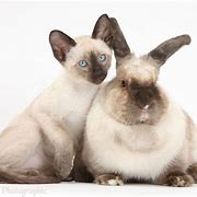 Image result for Broken Siamese Rabbit