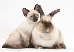 Image result for Siamese Rabbit