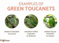 Image result for Toucan Species Chart