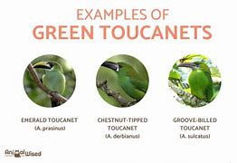 Image result for Toucan Species List