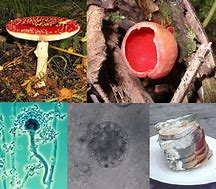 Image result for Cool Fungus