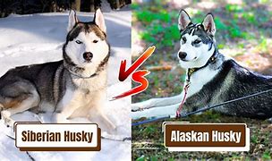 Image result for Siberian Husky