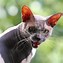 Image result for Angry Gray Cat Moody