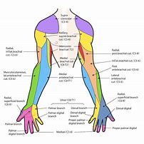 Image result for Brachial Plexus Innervation Chart