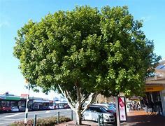 Image result for Titoki Tree Leaf