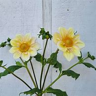 Image result for Apple Blossom Dahlia