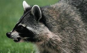 Image result for Raccoon Dangerous