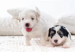 Image result for Jack Bichon Havanese Puppies