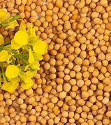 Image result for Savora Mustard