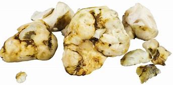 Image result for Mushroom Sclerotia