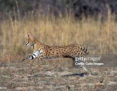 Image result for Serval Photography