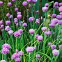 Image result for Chives in Herb Garden