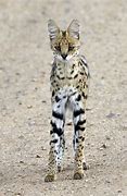 Image result for Serval Savannah Cat