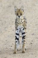 Image result for Rare Serval Cat