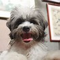 Image result for Maltese X Yorkie