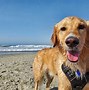 Image result for Happy Dog Sayins