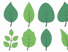 Image result for Realistic Leaf Clip Art