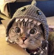 Image result for Little Pet Sharks