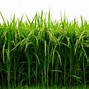 Image result for Rice Field Victor PNG