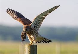 Image result for Eurasian Kestrel Female