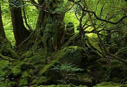 Image result for Jungle Trees