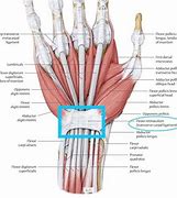 Image result for Superior Retinaculum