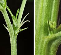 Image result for Male vs Female Cannabis Plant