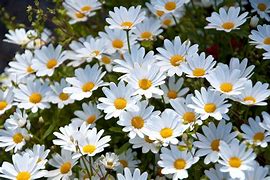 Image result for Daisy Seedlings