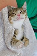 Image result for Cute Cat Smiling