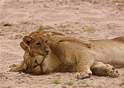 Image result for Mother and Father Lion Protecting Cub