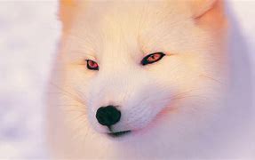 Image result for Arctic Fox HD