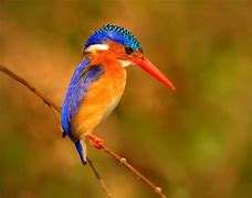 Image result for Kingfisher Blue Colour