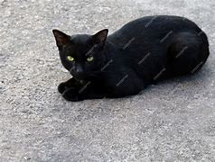 Image result for Gato Negro Fezenet